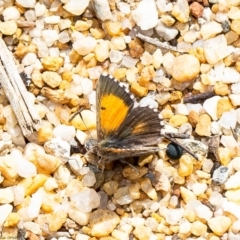 Lucia limbaria (Chequered Copper) at Acton, ACT - 10 Mar 2020 by Roger