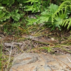 Pseudonaja textilis (Eastern Brown Snake) at Acton, ACT - 10 Mar 2020 by TimL