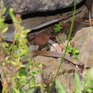 Pseudonaja textilis at Acton, ACT - 10 Mar 2020