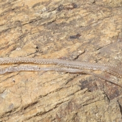 Pseudonaja textilis at Acton, ACT - 10 Mar 2020