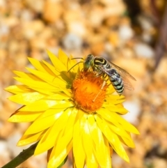 Bembix sp. (genus) (Unidentified Bembix sand wasp) at ANBG - 10 Mar 2020 by Roger