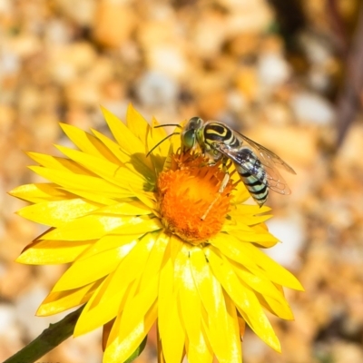 Bembix sp. (genus) (Unidentified Bembix sand wasp) at ANBG - 10 Mar 2020 by Roger