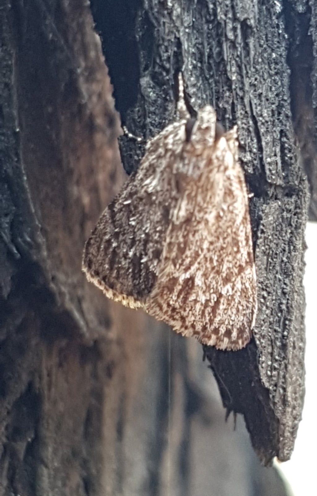 Spectrotrota fimbrialis at Latham, ACT - 10 Mar 2020