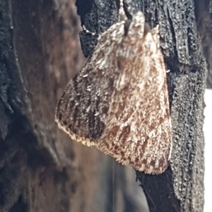 Spectrotrota fimbrialis at Latham, ACT - 10 Mar 2020