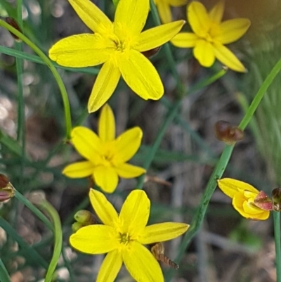 Tricoryne elatior (Yellow Rush Lily) at Umbagong District Park - 10 Mar 2020 by tpreston