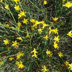 Tricoryne elatior at Latham, ACT - 10 Mar 2020