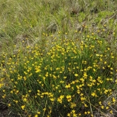 Tricoryne elatior at Latham, ACT - 10 Mar 2020