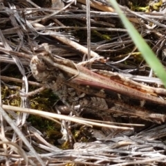 Heteropternis obscurella (A grasshopper) at Latham, ACT - 10 Mar 2020 by tpreston
