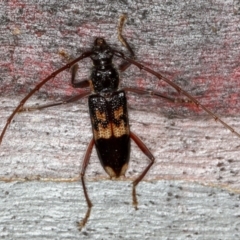 Phoracantha semipunctata (Common Eucalypt Longicorn) at Bruce Ridge to Gossan Hill - 12 Jan 2012 by Bron