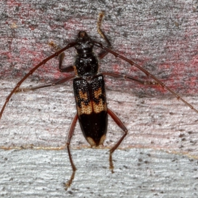 Phoracantha semipunctata (Common Eucalypt Longicorn) at Bruce, ACT - 12 Jan 2012 by Bron