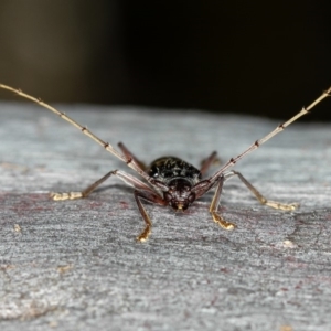 Phoracantha semipunctata at Bruce, ACT - 12 Jan 2012