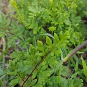 Cheilanthes austrotenuifolia at Latham, ACT - 10 Mar 2020