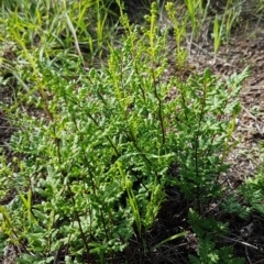Cheilanthes austrotenuifolia at Latham, ACT - 10 Mar 2020