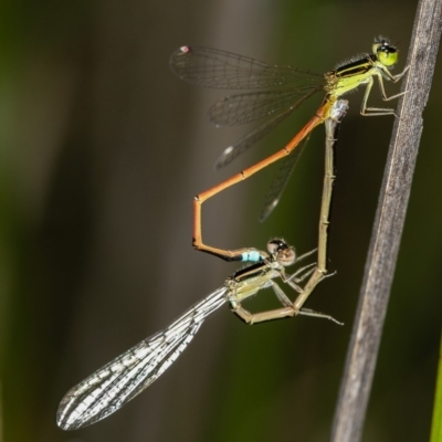 Ischnura aurora (Aurora Bluetail) at Bruce Ridge - 12 Jan 2012 by Bron