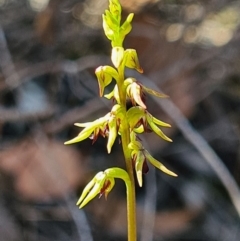 Corunastylis clivicola (Rufous midge orchid) at Denman Prospect, ACT - 9 Mar 2020 by AaronClausen