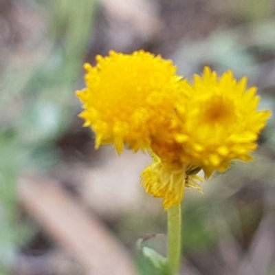 Chrysocephalum apiculatum (Common Everlasting) at Latham, ACT - 10 Mar 2020 by trevorpreston