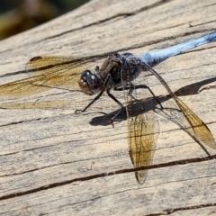 Orthetrum caledonicum (Blue Skimmer) at Bruce, ACT - 12 Jan 2012 by Bron