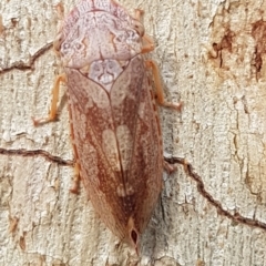 Stenocotis depressa (Leafhopper) at Latham, ACT - 10 Mar 2020 by tpreston