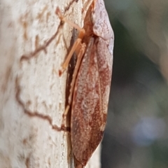 Stenocotis depressa at Latham, ACT - 10 Mar 2020