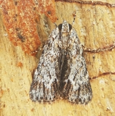 Spectrotrota fimbrialis (A Pyralid moth) at Latham, ACT - 10 Mar 2020 by trevorpreston