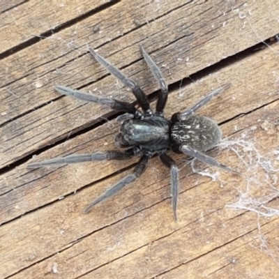 Badumna insignis (Black House Spider) at Latham, ACT - 10 Mar 2020 by trevorpreston