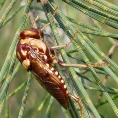 Pergagrapta polita (Sawfly) at Latham, ACT - 10 Mar 2020 by trevorpreston