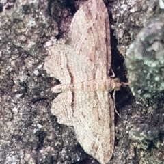 Chloroclystis filata (Filata Moth, Australian Pug Moth) at Latham, ACT - 10 Mar 2020 by tpreston