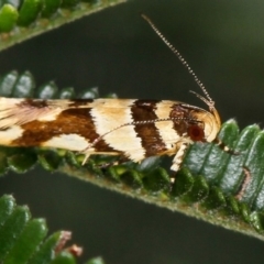 Macrobathra desmotoma ( A Cosmet moth) at Bruce Ridge - 12 Jan 2012 by Bron