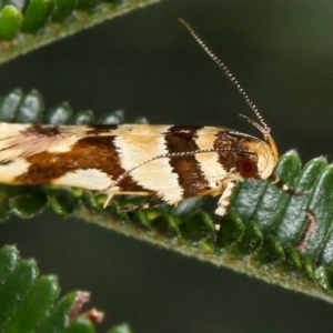 Macrobathra desmotoma at Bruce, ACT - 12 Jan 2012