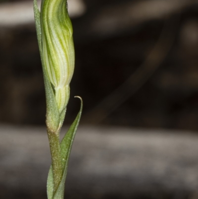 Diplodium ampliatum (Large Autumn Greenhood) at Crace, ACT - 9 Mar 2020 by DerekC