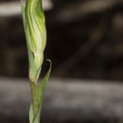 Diplodium ampliatum (Large autumn greenhood) at Crace, ACT - 9 Mar 2020 by DerekC