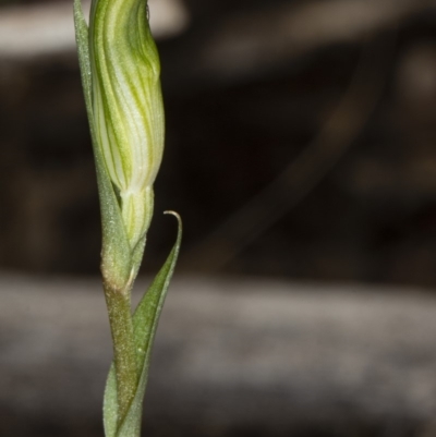 Diplodium ampliatum (Large Autumn Greenhood) at Gungaderra Grasslands - 9 Mar 2020 by DerekC