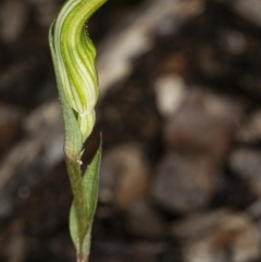 Diplodium ampliatum at Crace, ACT - suppressed