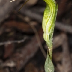 Diplodium ampliatum at Crace, ACT - suppressed