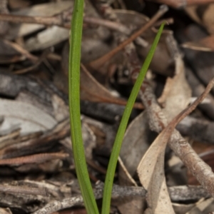 Diuris sp. at Kaleen, ACT - 9 Mar 2020