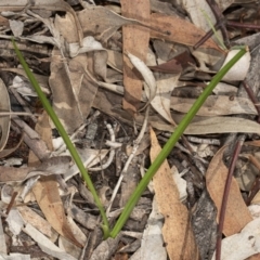 Diuris sp. at Kaleen, ACT - 9 Mar 2020