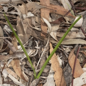 Diuris sp. at Kaleen, ACT - 9 Mar 2020