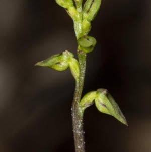 Corunastylis clivicola at Crace, ACT - 9 Mar 2020