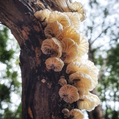 Unidentified Fungus at Budderoo National Park - 7 Mar 2020 by AliciaKaylock