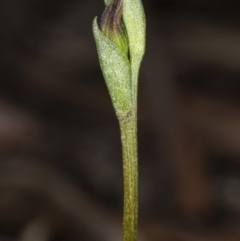 Speculantha rubescens (Blushing Tiny Greenhood) at Kaleen, ACT - 9 Mar 2020 by DerekC