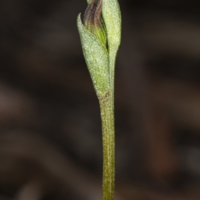 Speculantha rubescens (Blushing Tiny Greenhood) at Gungaderra Grasslands - 9 Mar 2020 by DerekC
