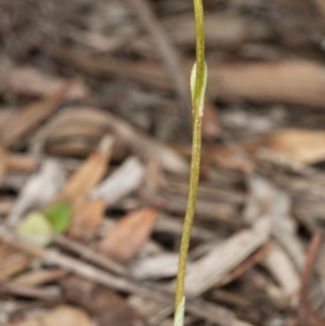 Speculantha rubescens at Kaleen, ACT - suppressed