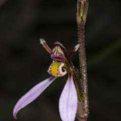 Eriochilus cucullatus (Parson's Bands) at Kaleen, ACT - 9 Mar 2020 by DerekC