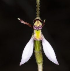 Eriochilus cucullatus at Kaleen, ACT - suppressed