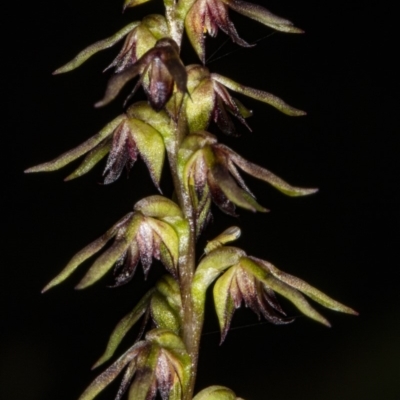 Corunastylis clivicola (Rufous midge orchid) at Crace, ACT - 9 Mar 2020 by DerekC