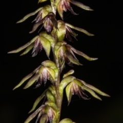 Corunastylis clivicola (Rufous midge orchid) at Gungaderra Grasslands - 9 Mar 2020 by DerekC