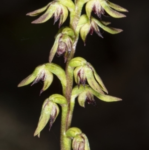 Corunastylis clivicola at Crace, ACT - suppressed