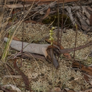 Corunastylis clivicola at Crace, ACT - 9 Mar 2020