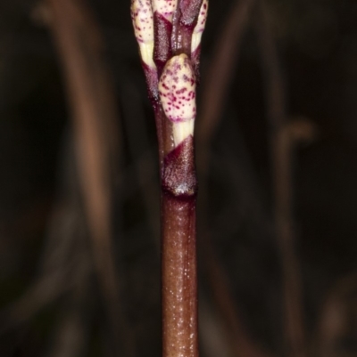 Dipodium roseum (Rosy Hyacinth Orchid) at Gungaderra Grasslands - 9 Mar 2020 by DerekC
