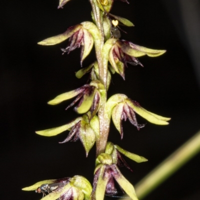 Corunastylis clivicola (Rufous midge orchid) at Crace, ACT - 9 Mar 2020 by DerekC
